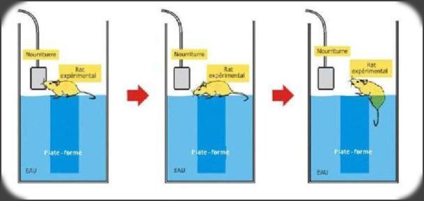 Expérience sur les rats